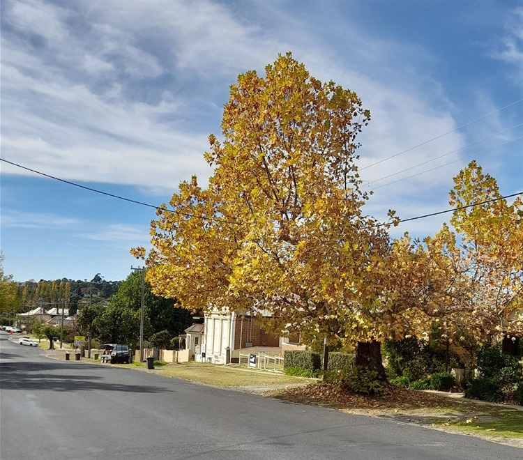 Tree on Rossi Street 1.jpg