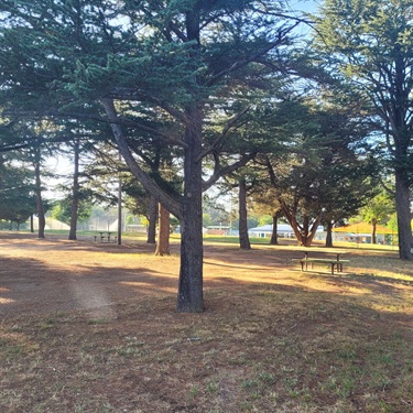 Vic Park 13