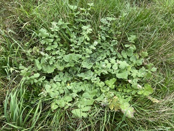Capeweed-Main.jpg