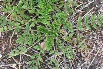 Erodium-Main.jpg