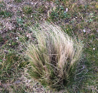 Serrated-Tussock-Main.png