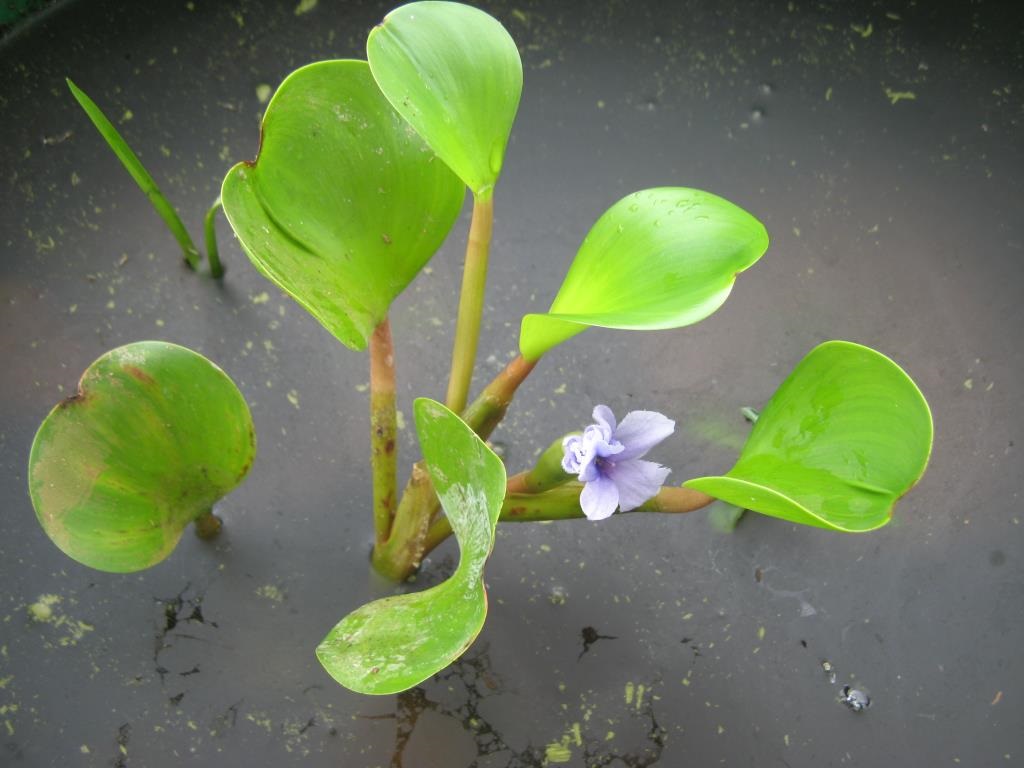 Anchored-Water-Hyacinth.jpg