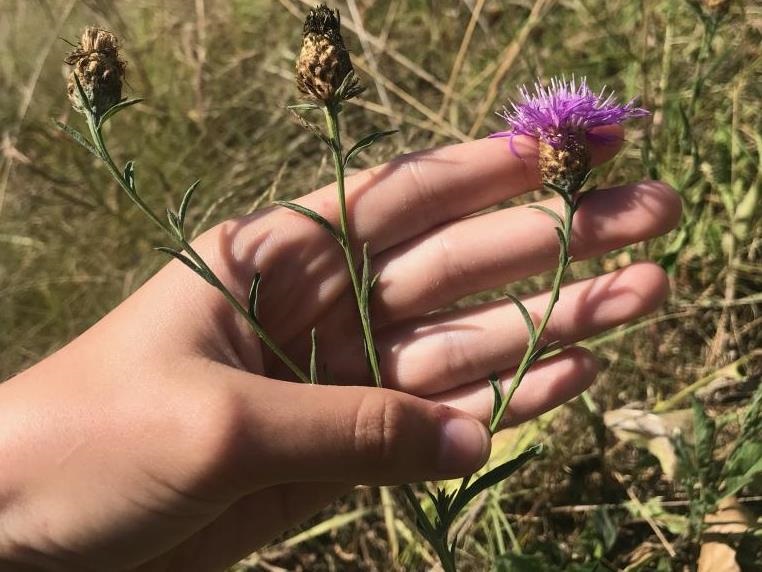 Black-Knapweed.jpg