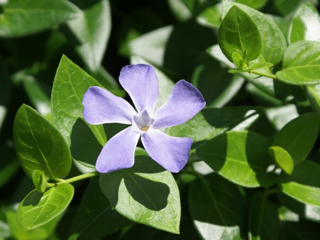 Blue-Periwinkle.jpg