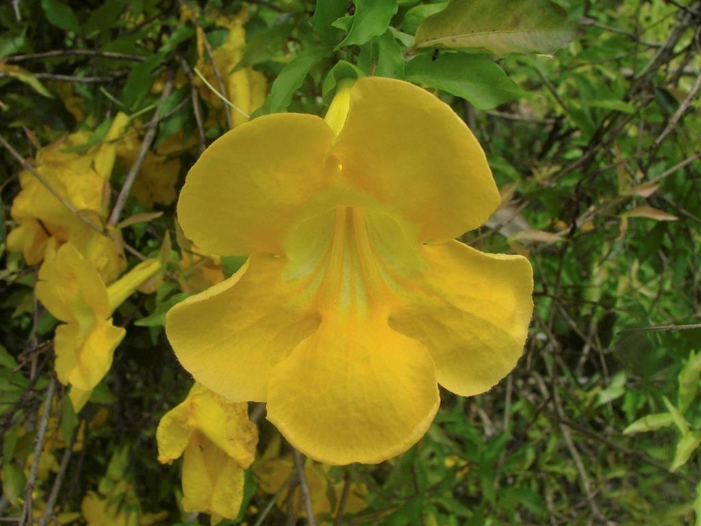 Cats-Claw-Creeper.jpg