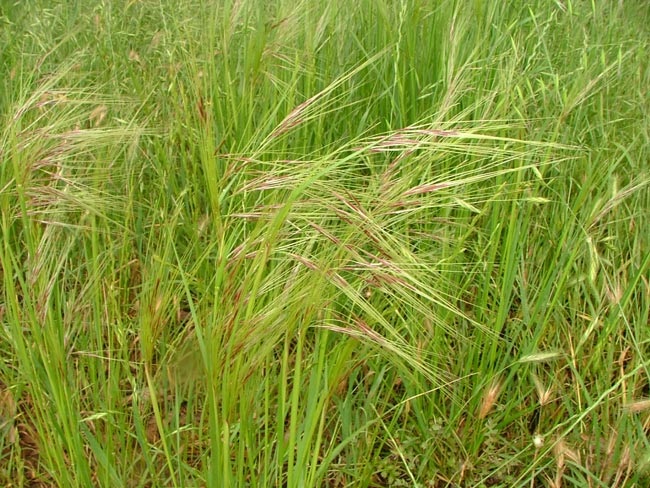 Chilean-Needle-Grass.jpg