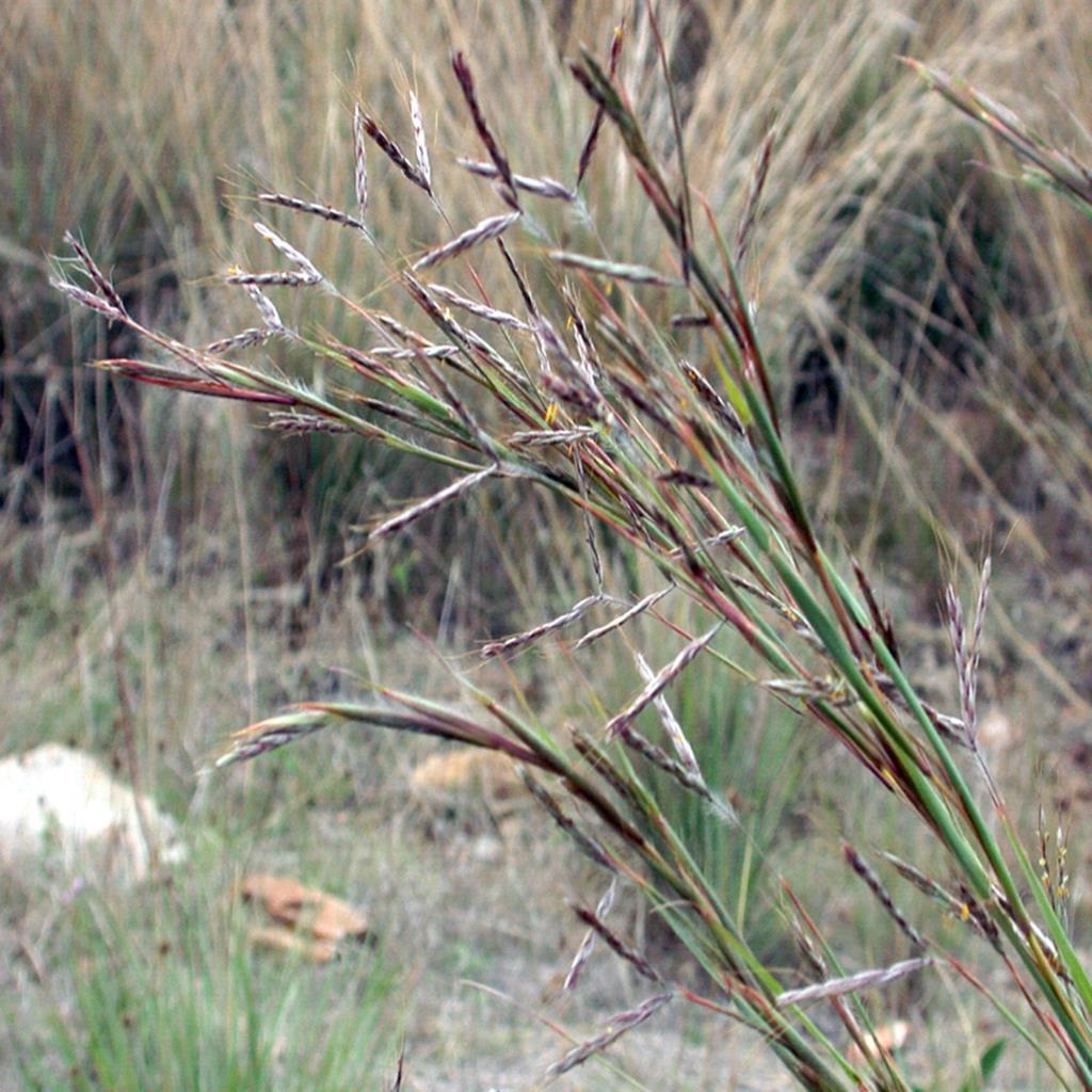 Coolatai-Grass.jpg