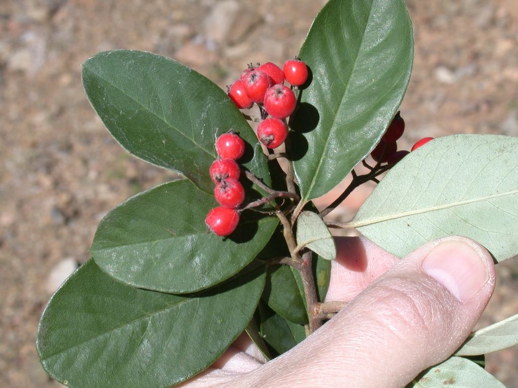 Cotoneaster.jpg