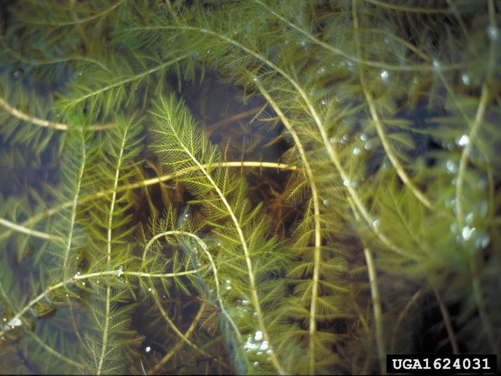 Eurasian-Water-Milfoil.jpg