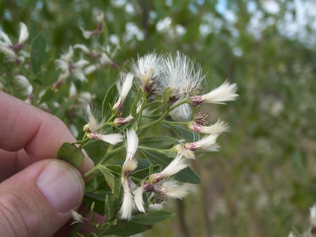 Groundsel-Bush.jpg
