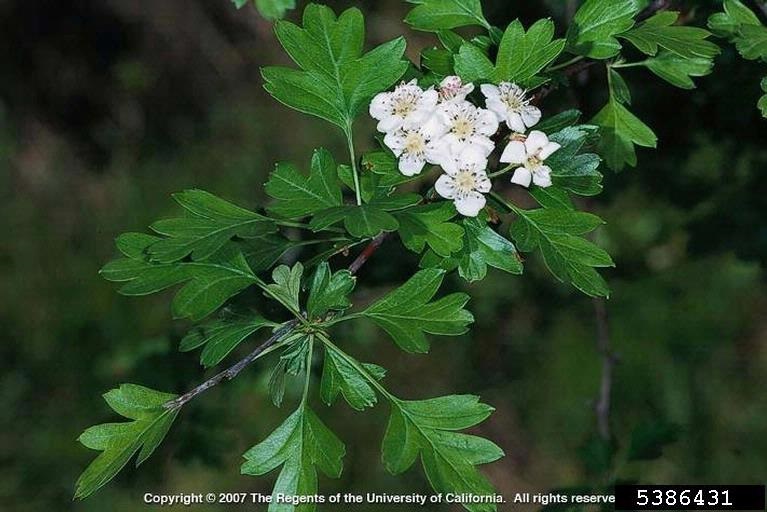 Hawthorn.jpg