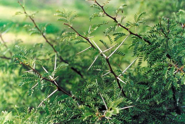 Karoo-Acacia.jpg