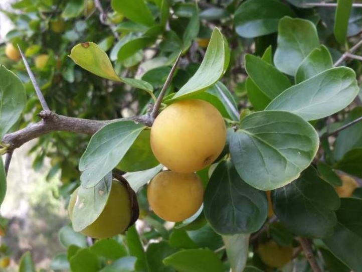 Kei-Apple.jpg