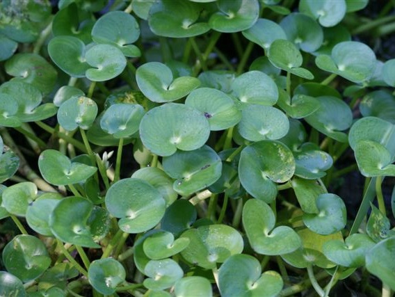 Kidney-Leaf-Mud-Plantain.jpg