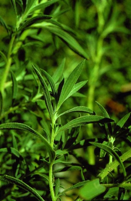 Kochia.jpg