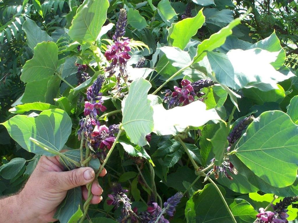 Kudzu.jpg