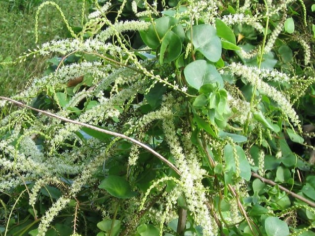 Madeira-Vine.jpg