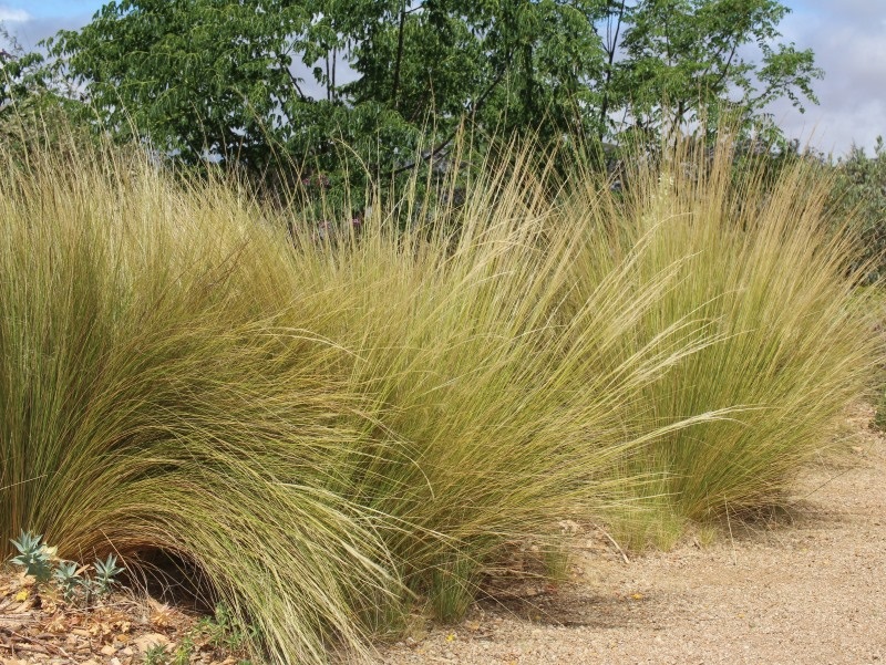 Mexican-Feather-Grass.jpg