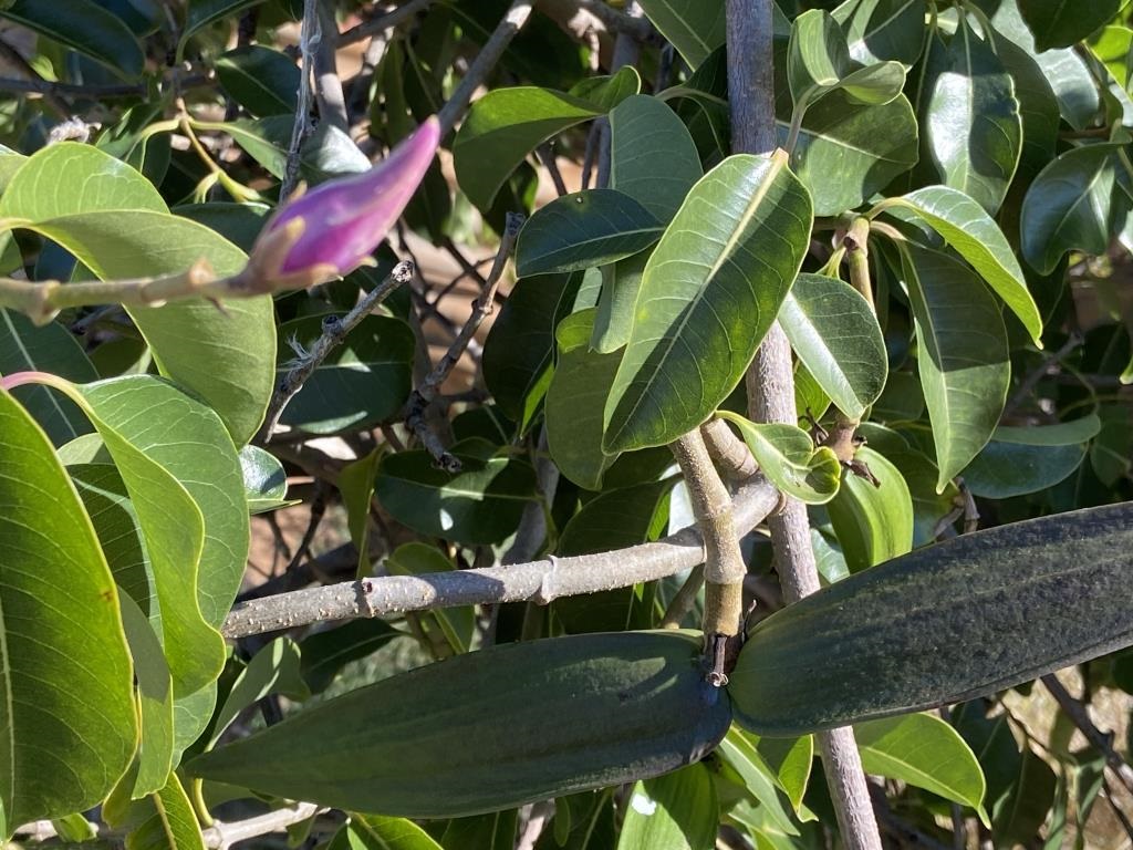 Rubber-Vine.jpg