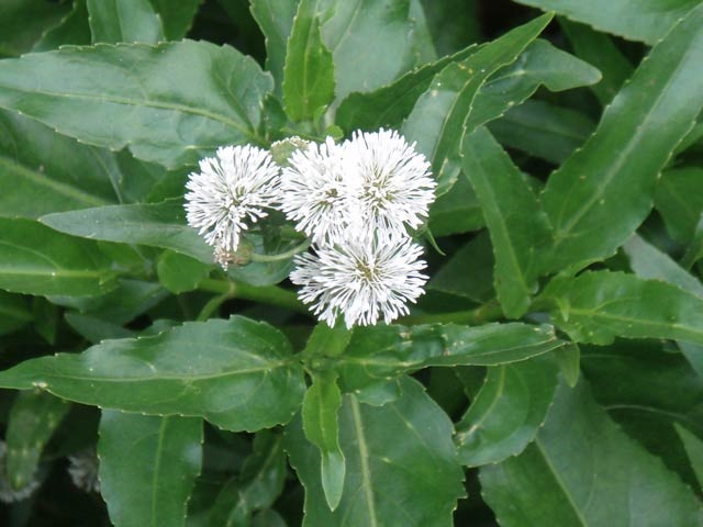 Senegal-Tea-Plant.jpg