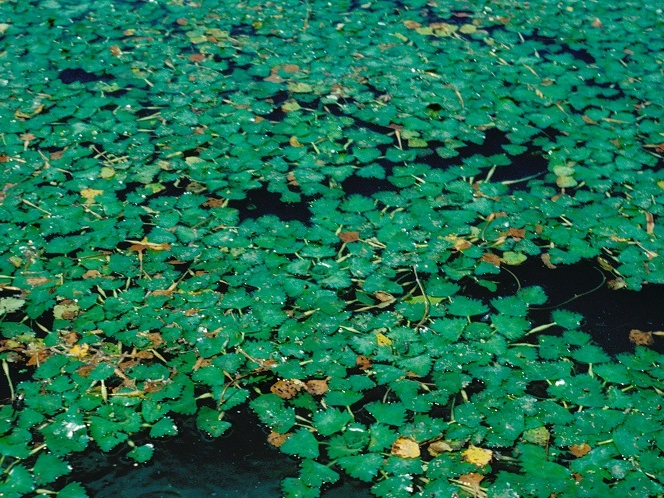 Water-Caltrop.jpg