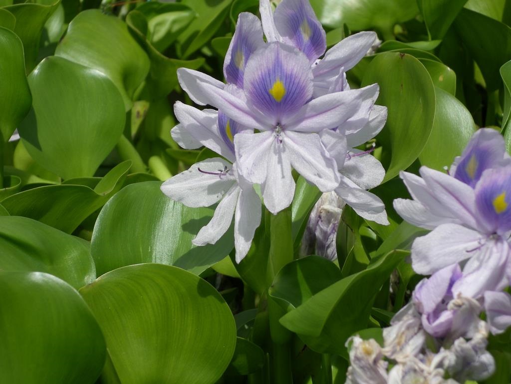 Water-Hyacinth.jpg
