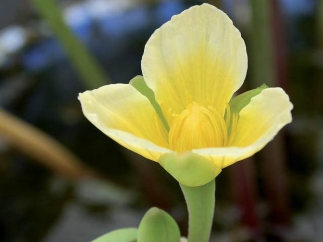 Yelow-Burrhead.jpg